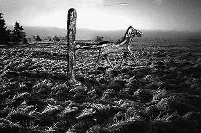 Man en Paard